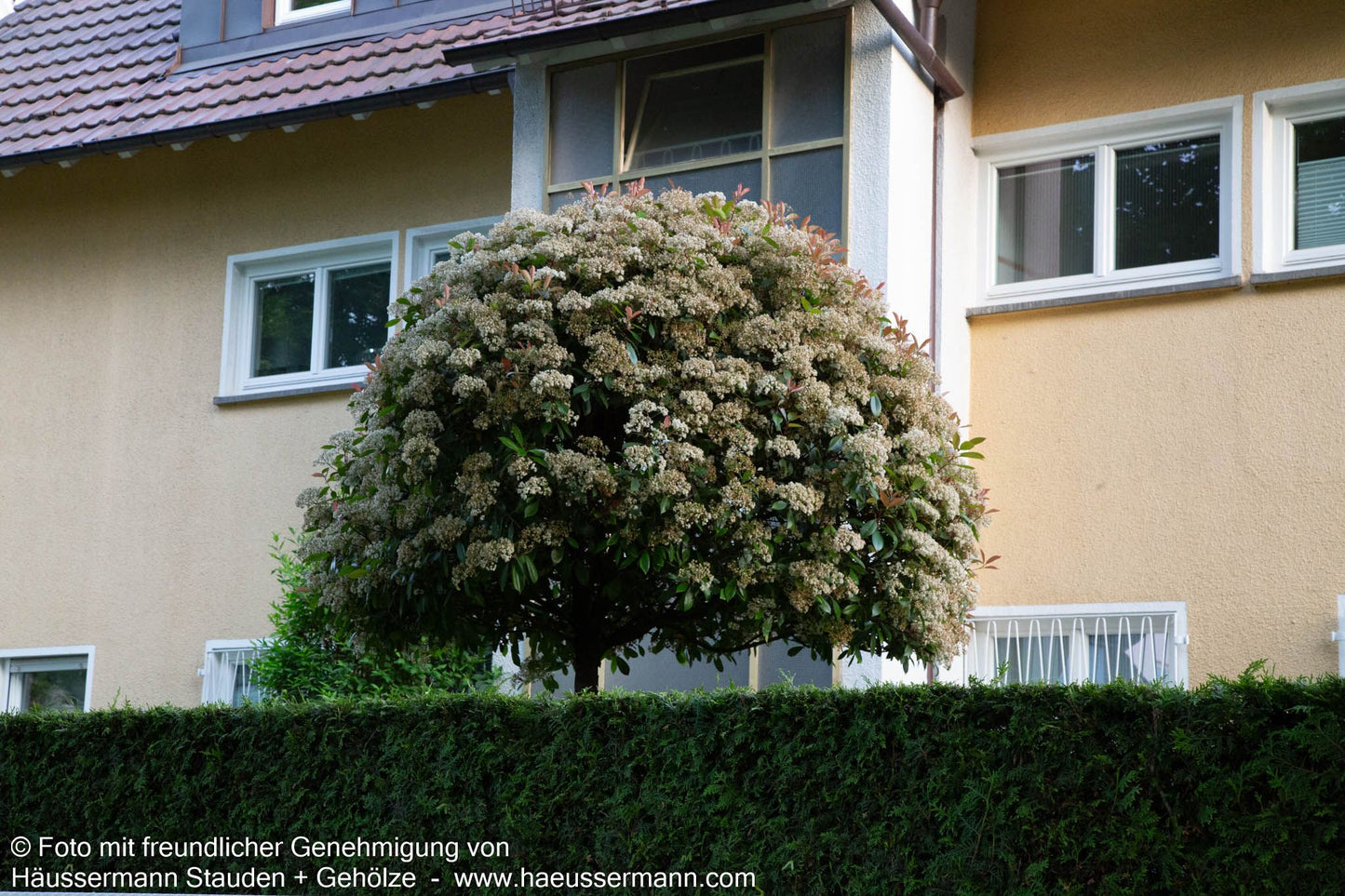 Rotlaubige Glanzmispel 'Red Robin' (Photinia fraseri)