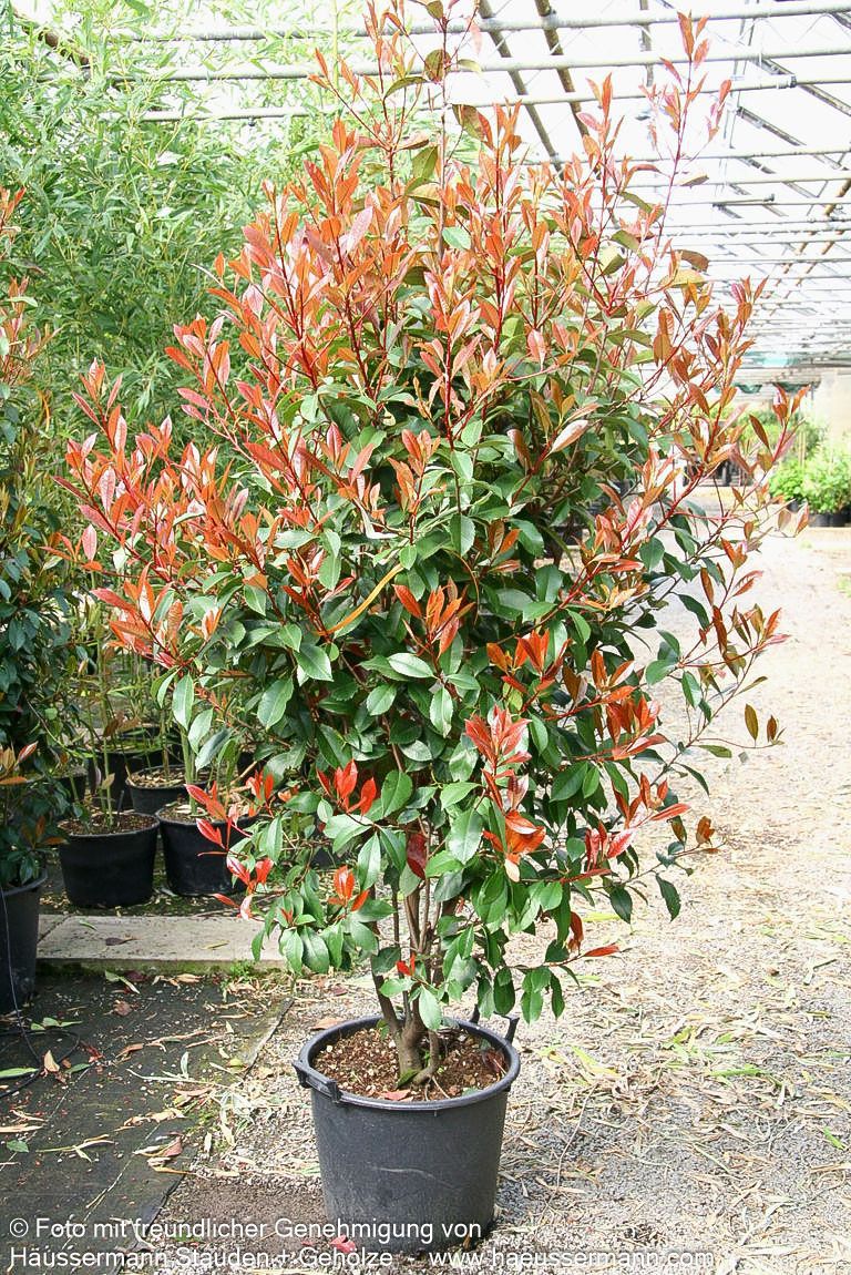Rotlaubige Glanzmispel 'Red Robin' (Photinia fraseri)