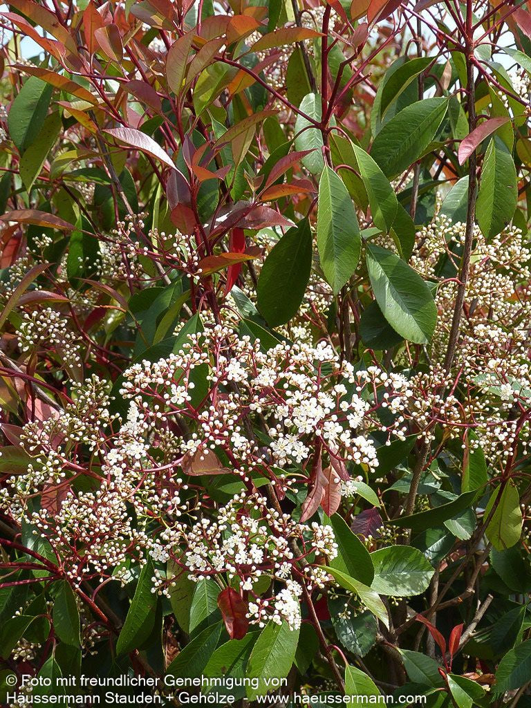 Rotlaubige Glanzmispel 'Red Robin' (Photinia fraseri)