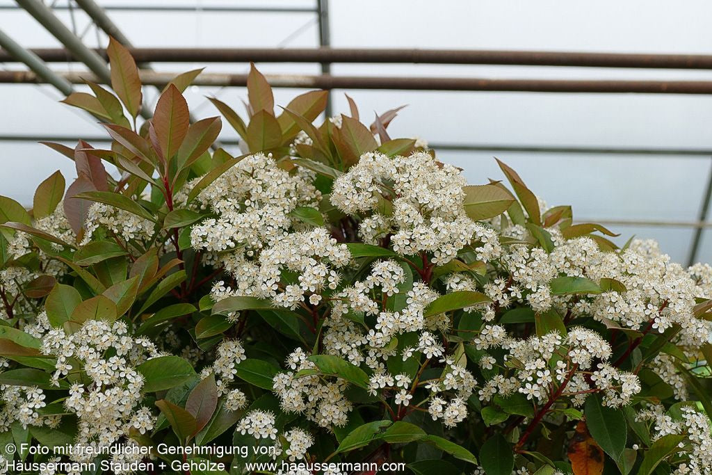 Rotlaubige Glanzmispel 'Red Robin' (Photinia fraseri)
