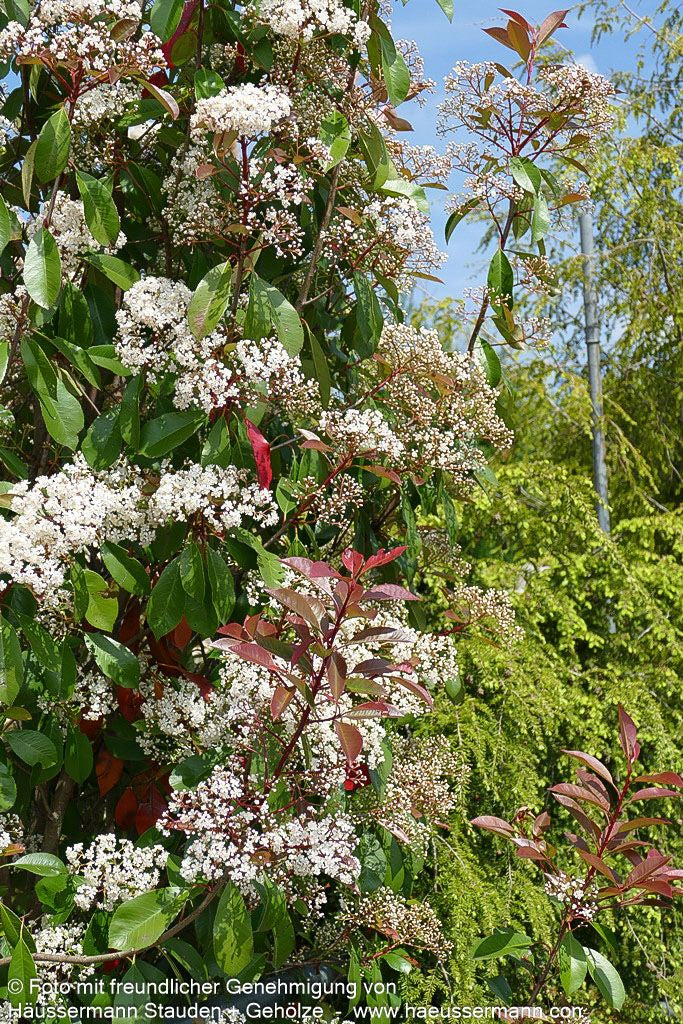 Rotlaubige Glanzmispel 'Red Robin' (Photinia fraseri)