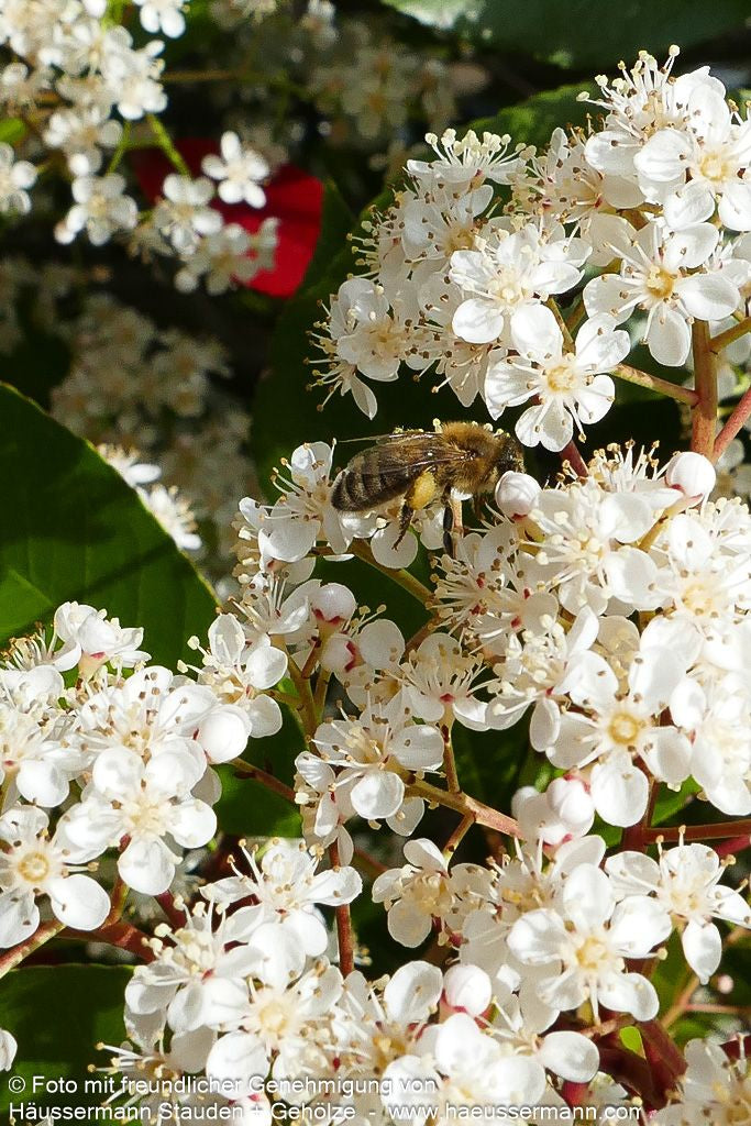 Rotlaubige Glanzmispel 'Red Robin' (Photinia fraseri)