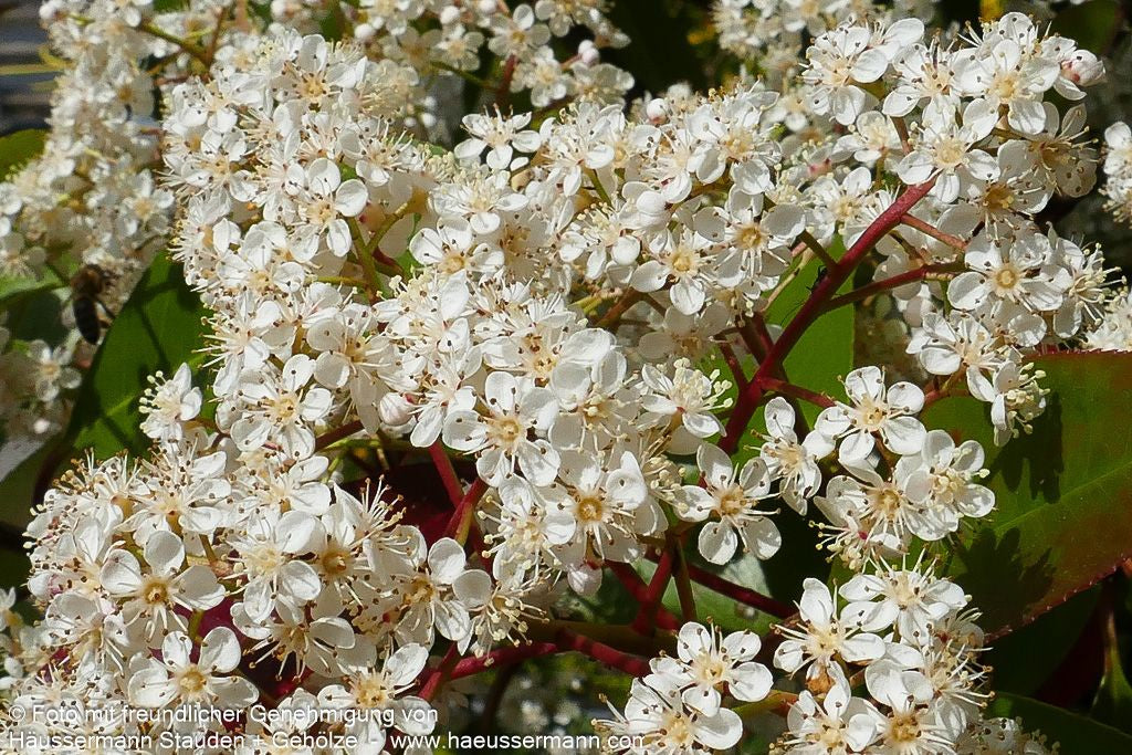 Rotlaubige Glanzmispel 'Red Robin' (Photinia fraseri)