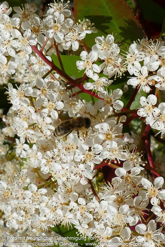 Rotlaubige Glanzmispel 'Red Robin' (Photinia fraseri)