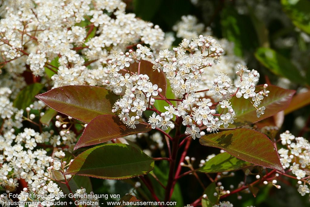 Rotlaubige Glanzmispel 'Red Robin' (Photinia fraseri)