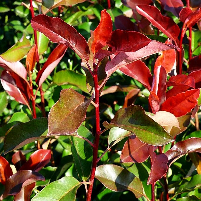 Rotlaubige Glanzmispel 'Red Select' (Photinia fraseri)