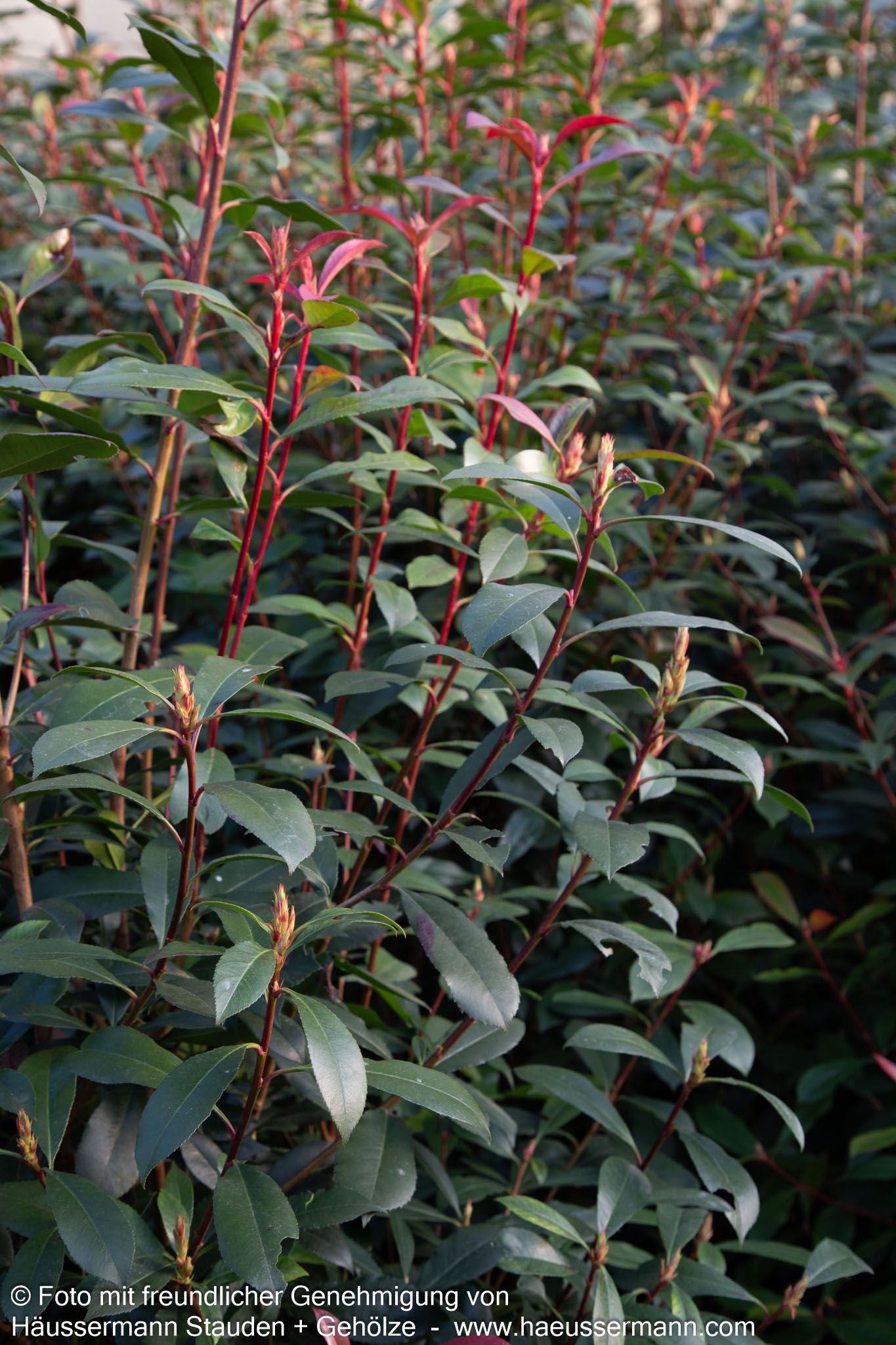 Rotlaubige Glanzmispel 'Robusta Compacta' (Photinia fraseri)