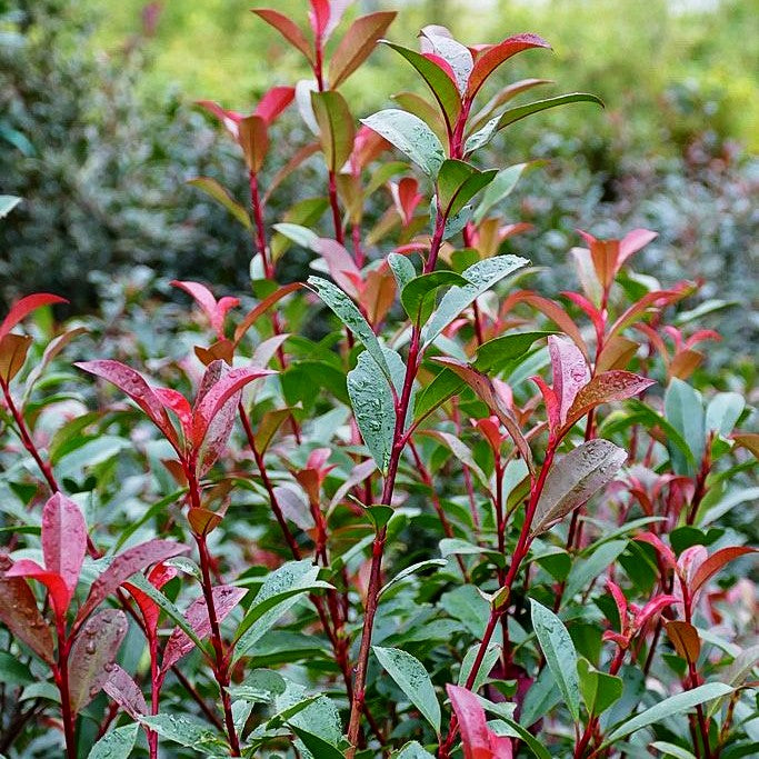 Rotlaubige Glanzmispel 'Robusta Compacta' (Photinia fraseri) kaufen –  pflanzenmax.de