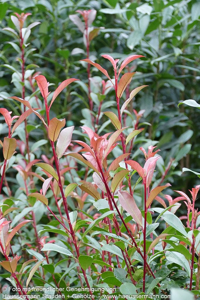 Rotlaubige Glanzmispel 'Robusta Compacta' (Photinia fraseri)