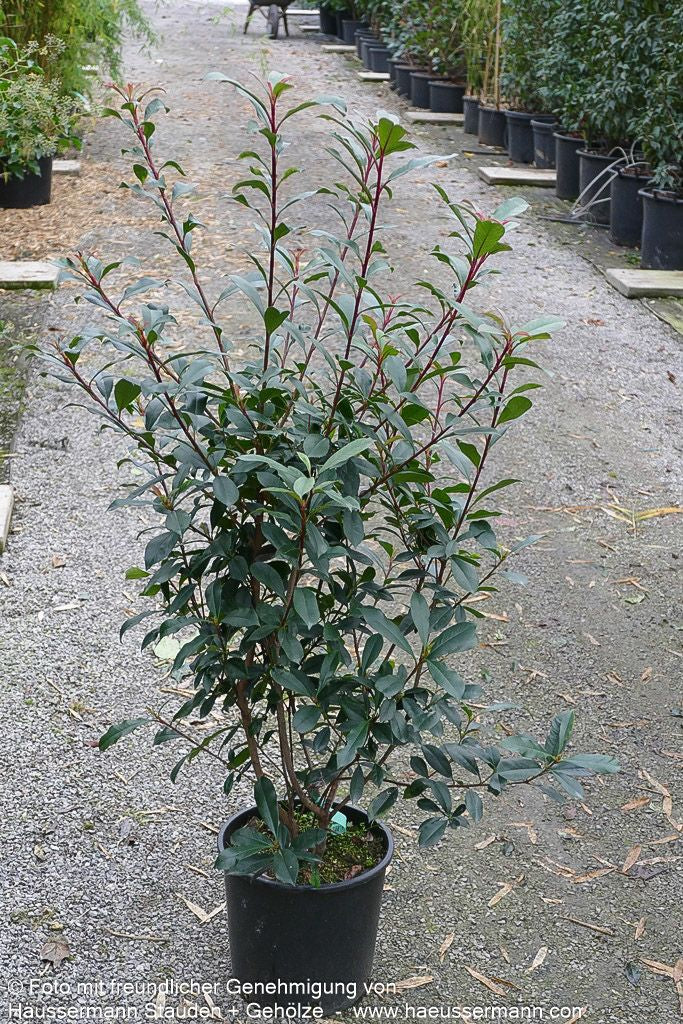 Rotlaubige Glanzmispel 'Robusta Compacta' (Photinia fraseri)