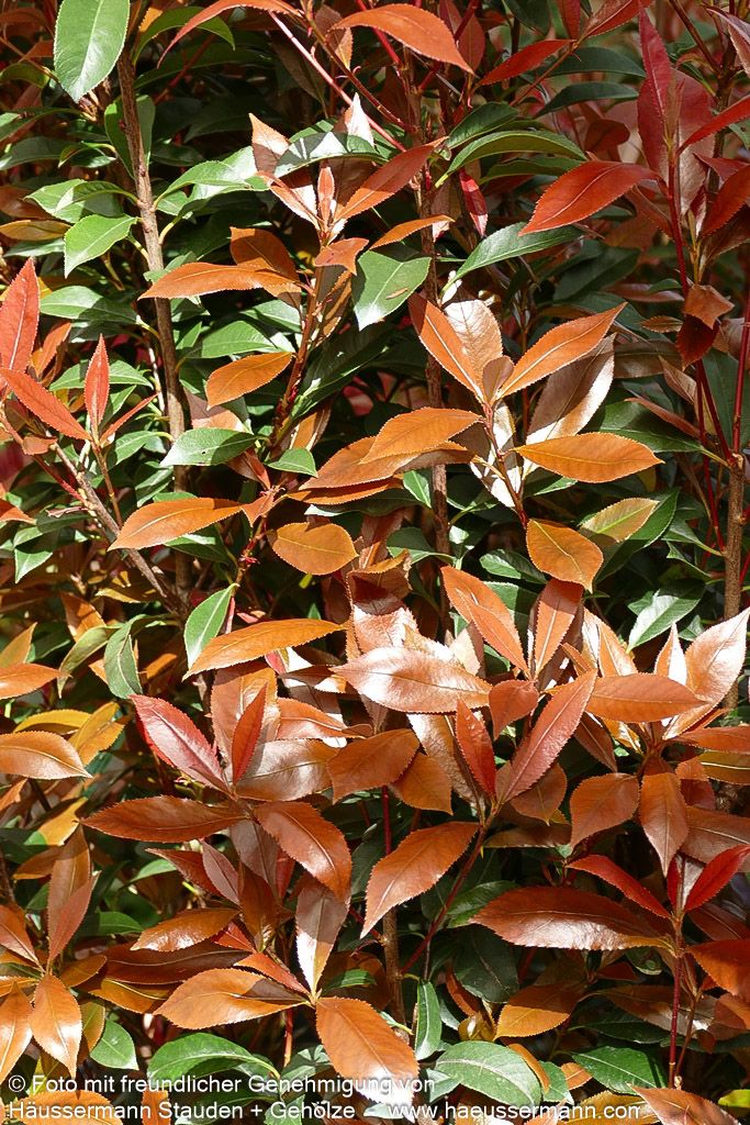 Rotlaubige Glanzmispel 'Robusta Compacta' (Photinia fraseri)