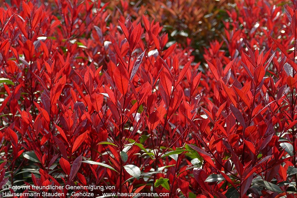 Rotlaubige Glanzmispel 'Robusta Compacta' (Photinia fraseri)