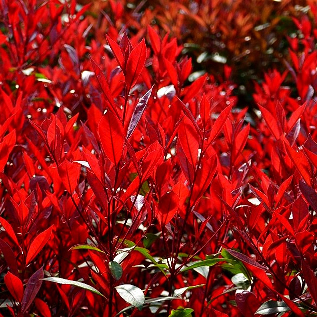 Rotlaubige Glanzmispel 'Robusta Compacta' (Photinia fraseri)