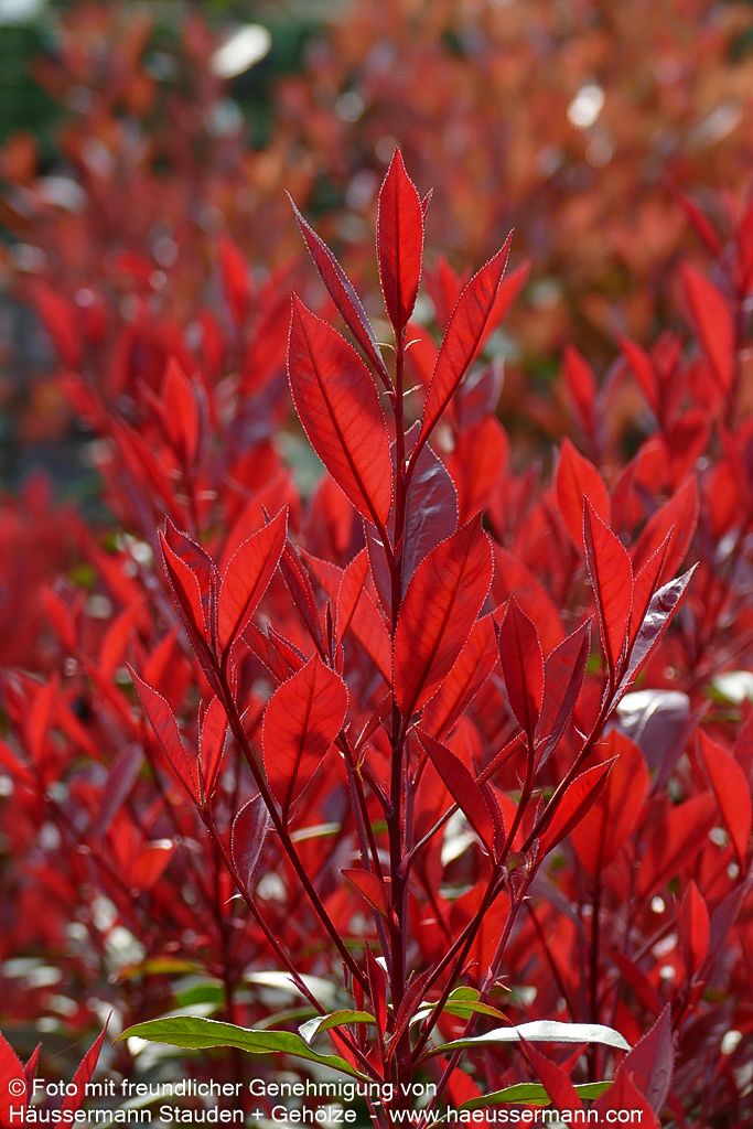 Rotlaubige Glanzmispel 'Robusta Compacta' (Photinia fraseri)