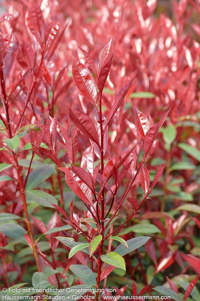 Rotlaubige Glanzmispel 'Robusta Compacta' (Photinia fraseri)