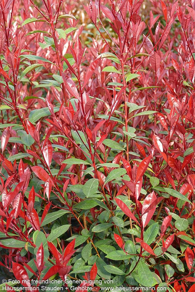 Rotlaubige Glanzmispel 'Robusta Compacta' (Photinia fraseri)