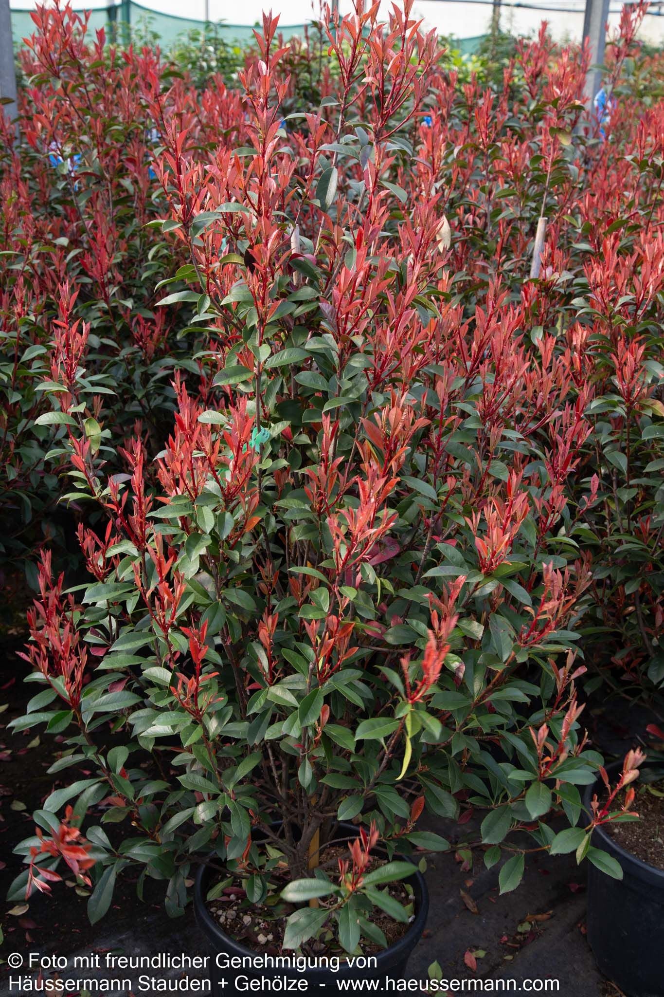 Rotlaubige Glanzmispel 'Robusta Compacta' (Photinia fraseri)