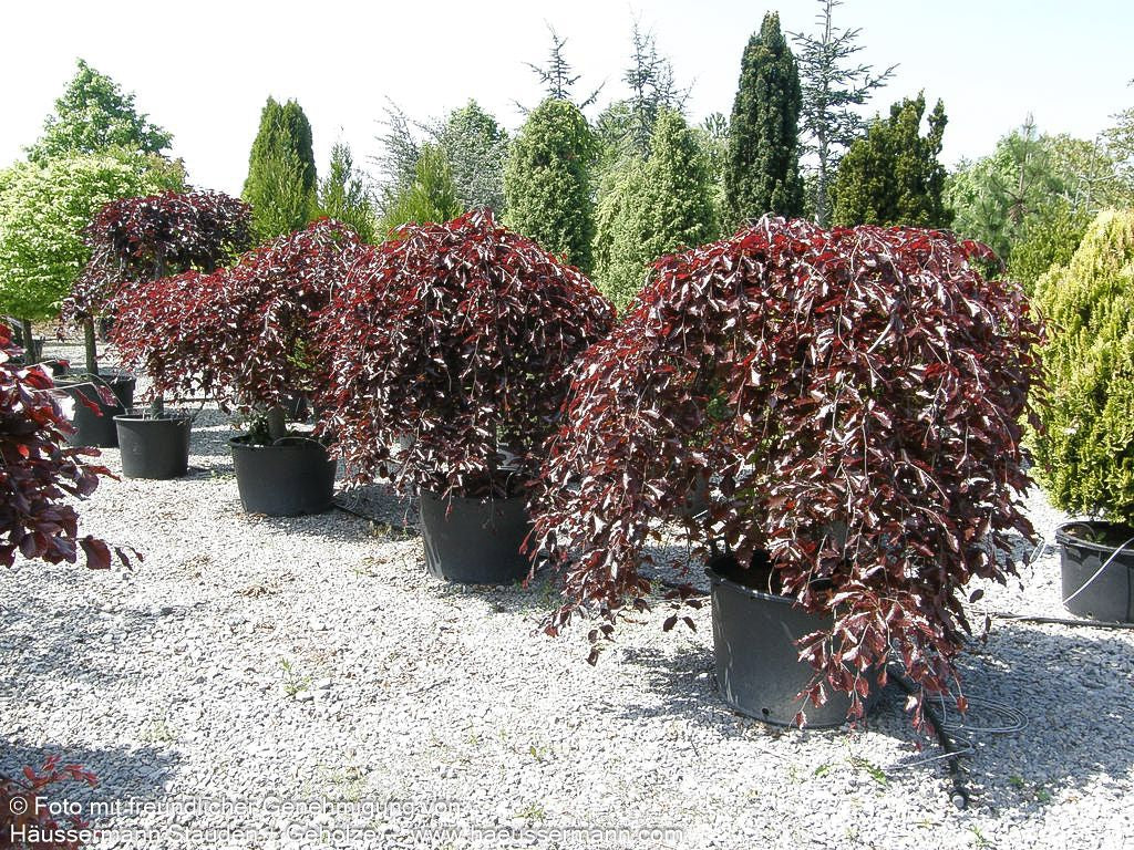 Rotlaubige Hänge-Buche 'Purpurea Pendula' (Fagus sylvatica)