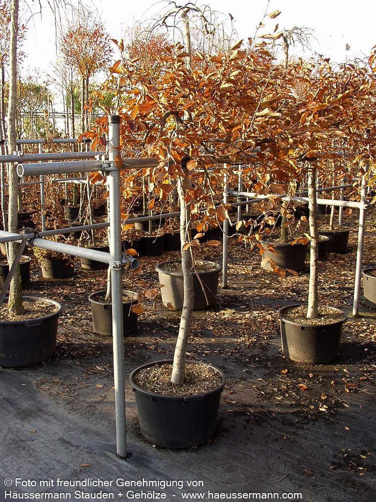 Rotlaubige Hänge-Buche 'Purpurea Pendula' (Fagus sylvatica)