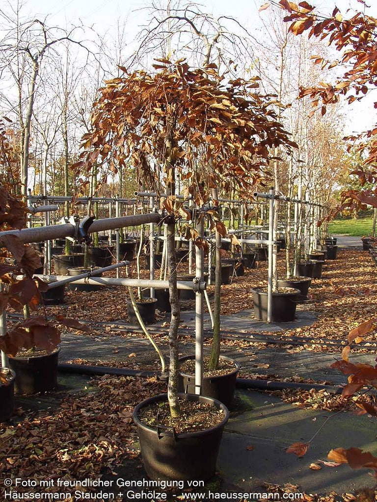 Rotlaubige Hänge-Buche 'Purpurea Pendula' (Fagus sylvatica)