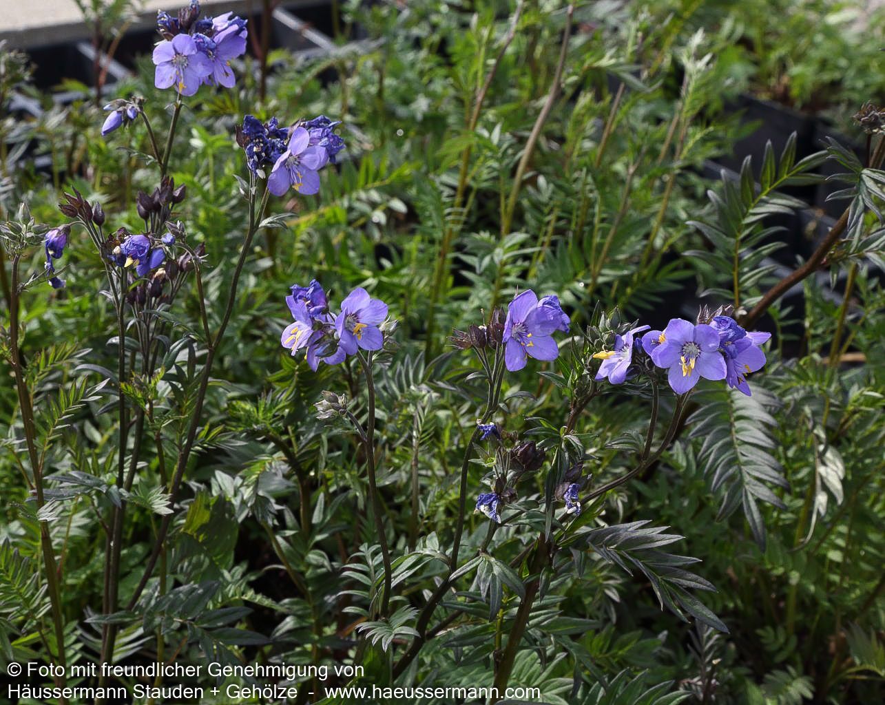 Rotlaubige Jakobsleiter 'Bressingham Purple' (Polemonium yez.)