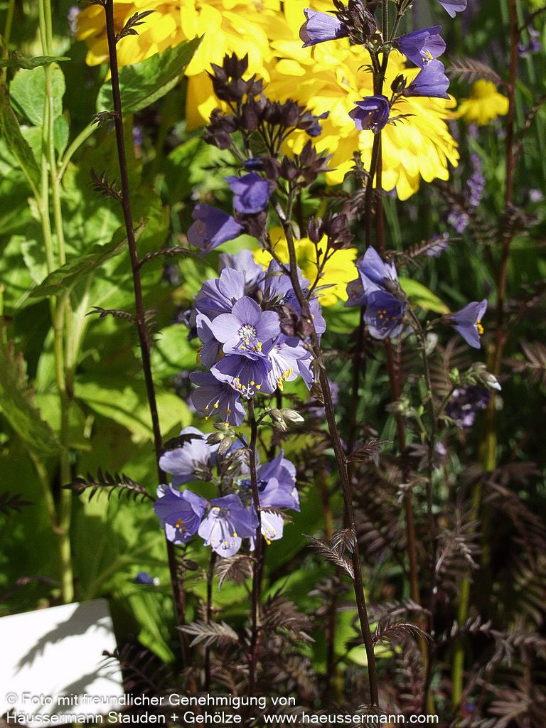 Rotlaubige Jakobsleiter 'Bressingham Purple' (Polemonium yez.)
