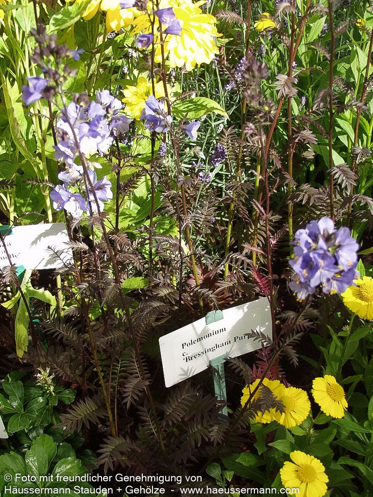 Rotlaubige Jakobsleiter 'Bressingham Purple' (Polemonium yez.)