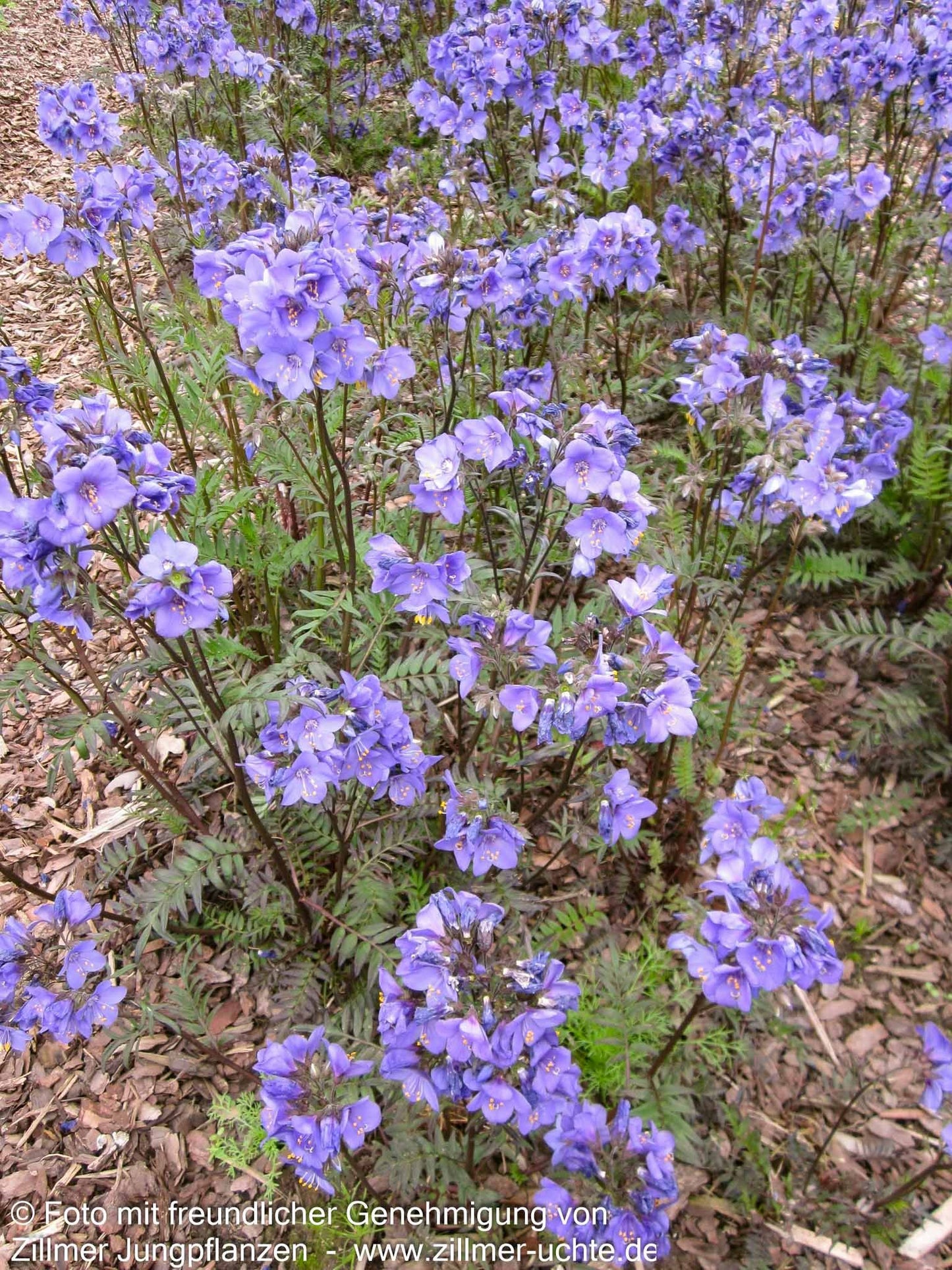 Rotlaubige Jakobsleiter 'Bressingham Purple' (Polemonium yez.)