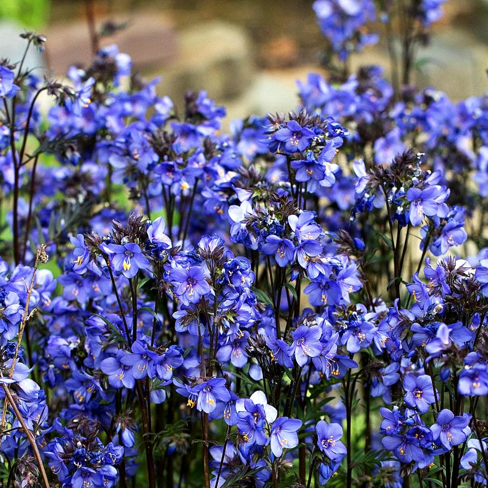 Rotlaubige Jakobsleiter 'Bressingham Purple' (Polemonium yez.)