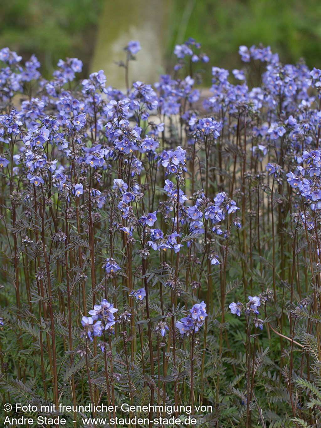 Rotlaubige Jakobsleiter 'Bressingham Purple' (Polemonium yez.)
