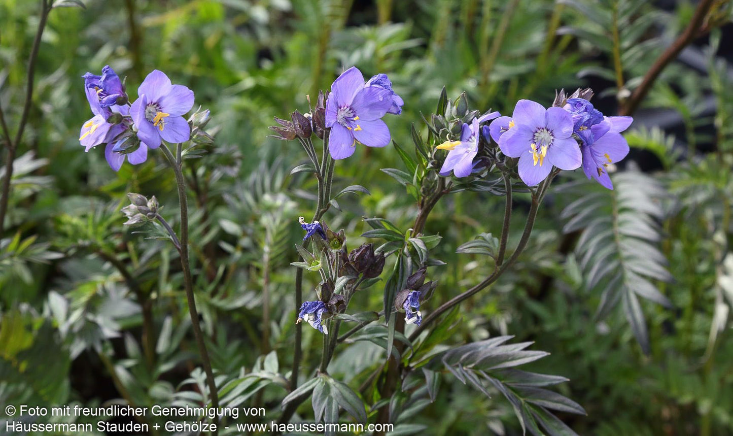 Rotlaubige Jakobsleiter 'Bressingham Purple' (Polemonium yez.)