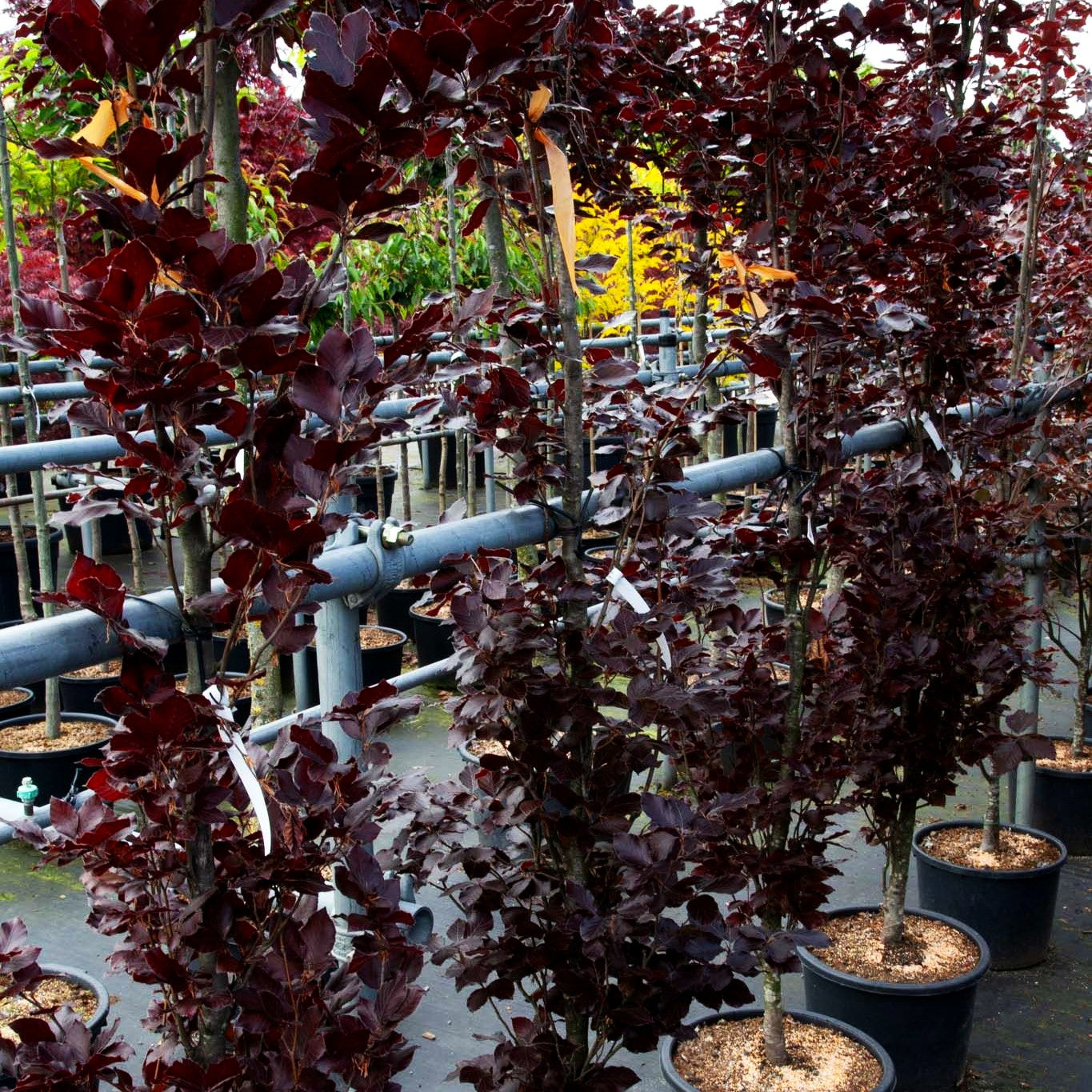 Rotlaubige Säulenbuche 'Dawyck Purple' (Fagus sylvatica)
