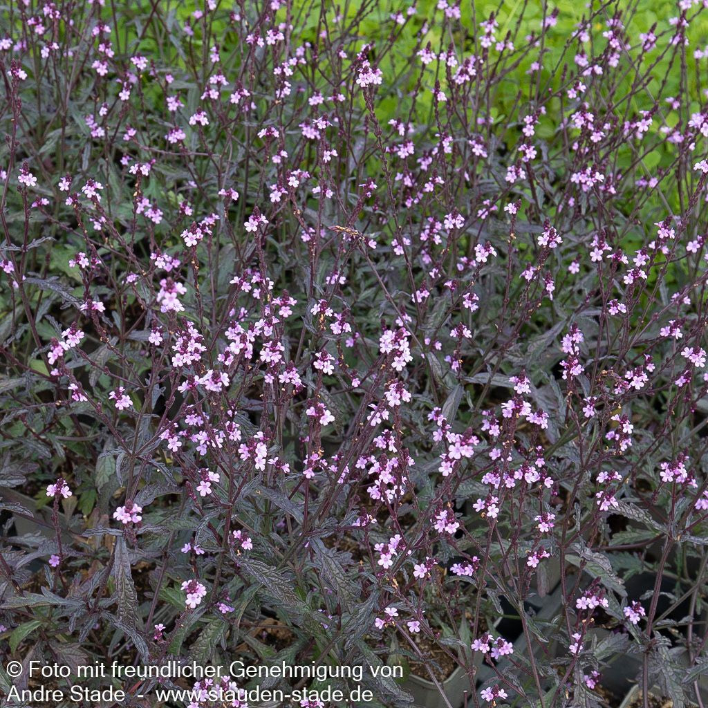 Rotlaubiges Eisenkraut 'Bampton' (Verbena officinalis)