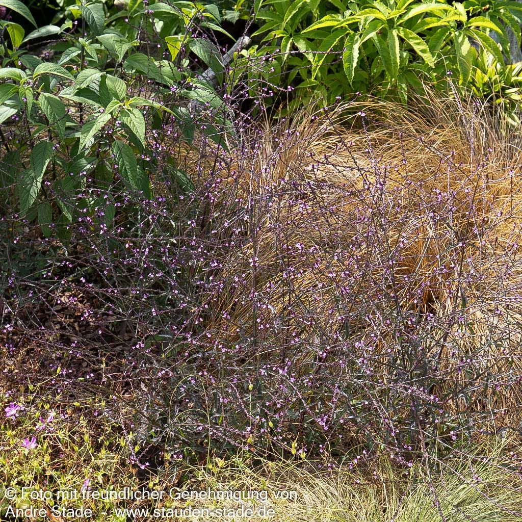 Rotlaubiges Eisenkraut 'Bampton' (Verbena officinalis)