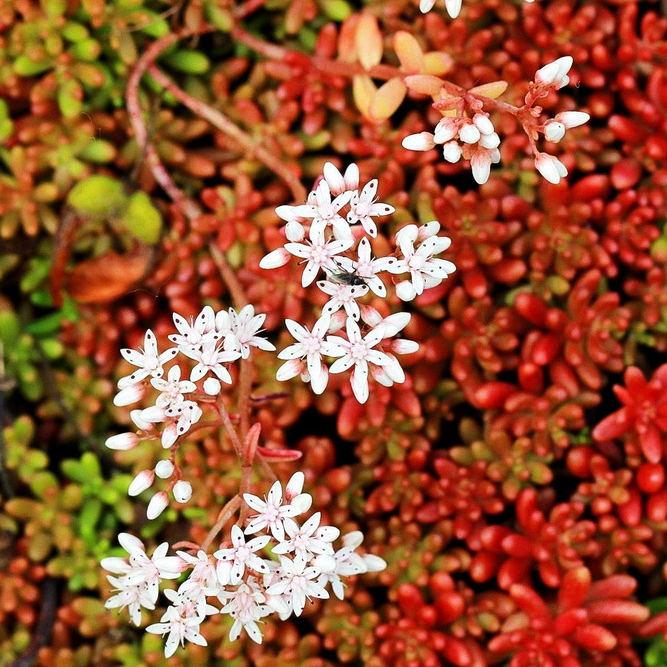 Rotmoos-Mauerpfeffer 'Coral Carpet' (Sedum album)