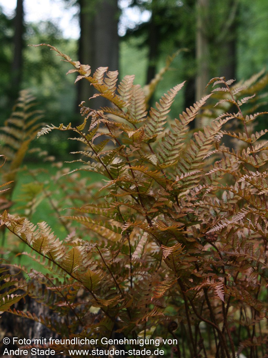 Rotschleierfarn (Dryopteris erythrosora)
