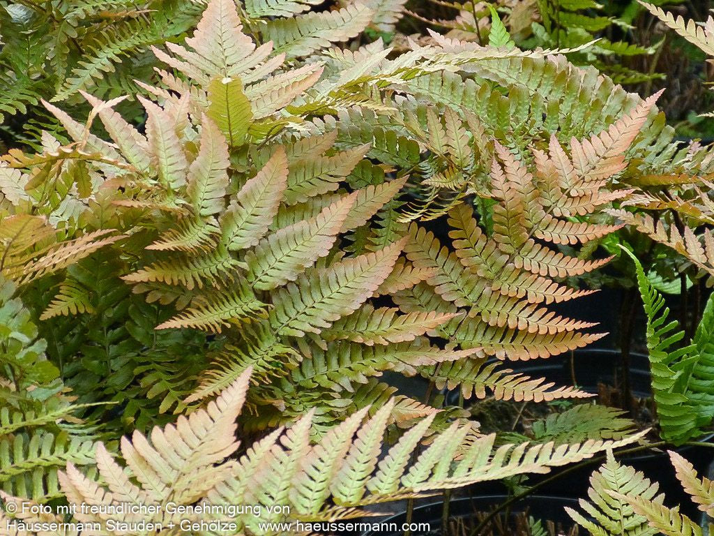 Rotschleierfarn (Dryopteris erythrosora)
