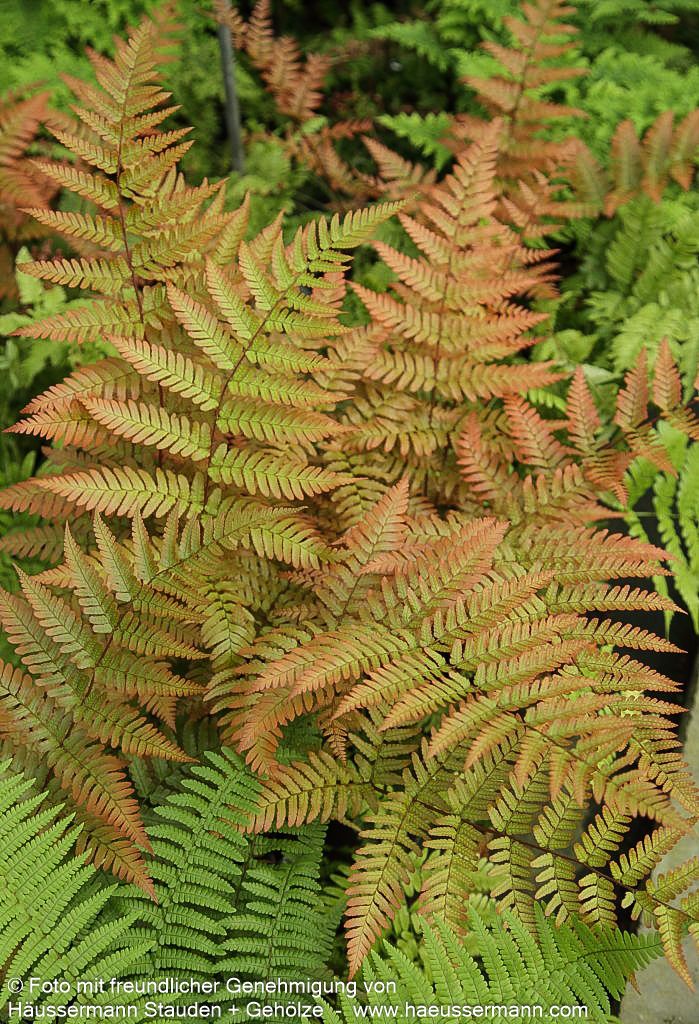 Rotschleierfarn (Dryopteris erythrosora)