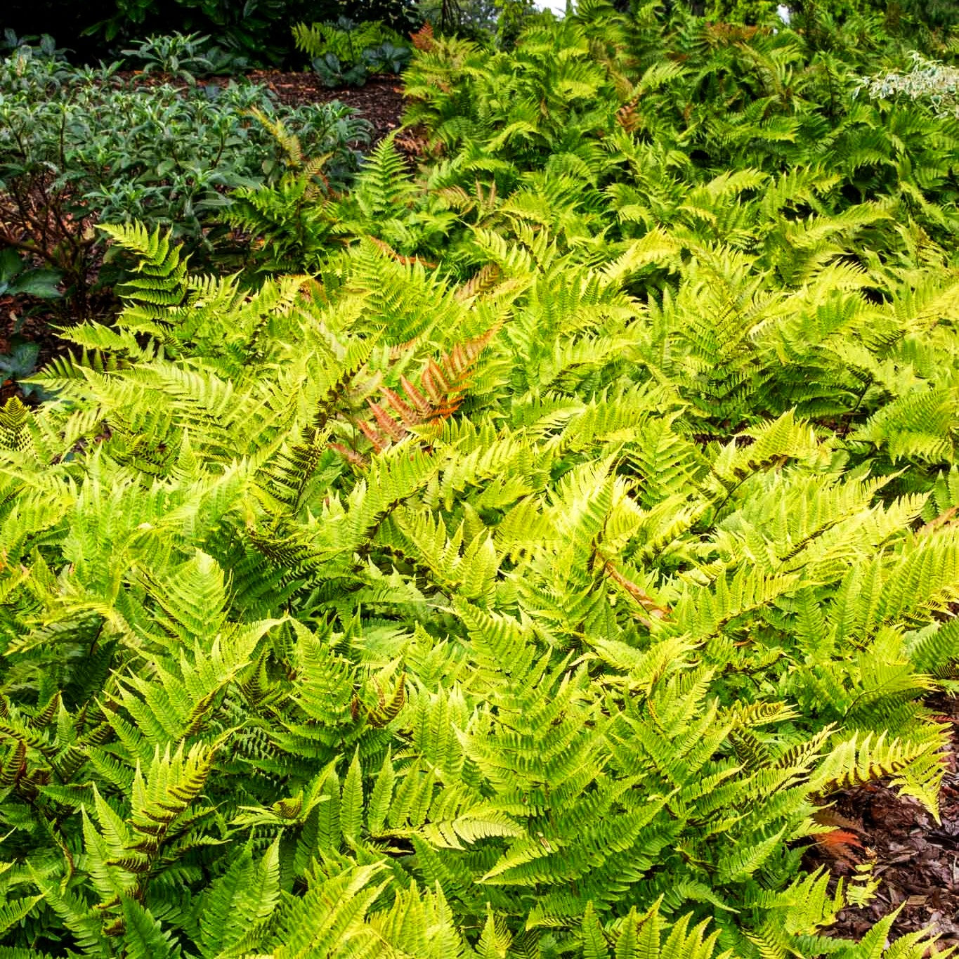 Rotschleierfarn (Dryopteris erythrosora)