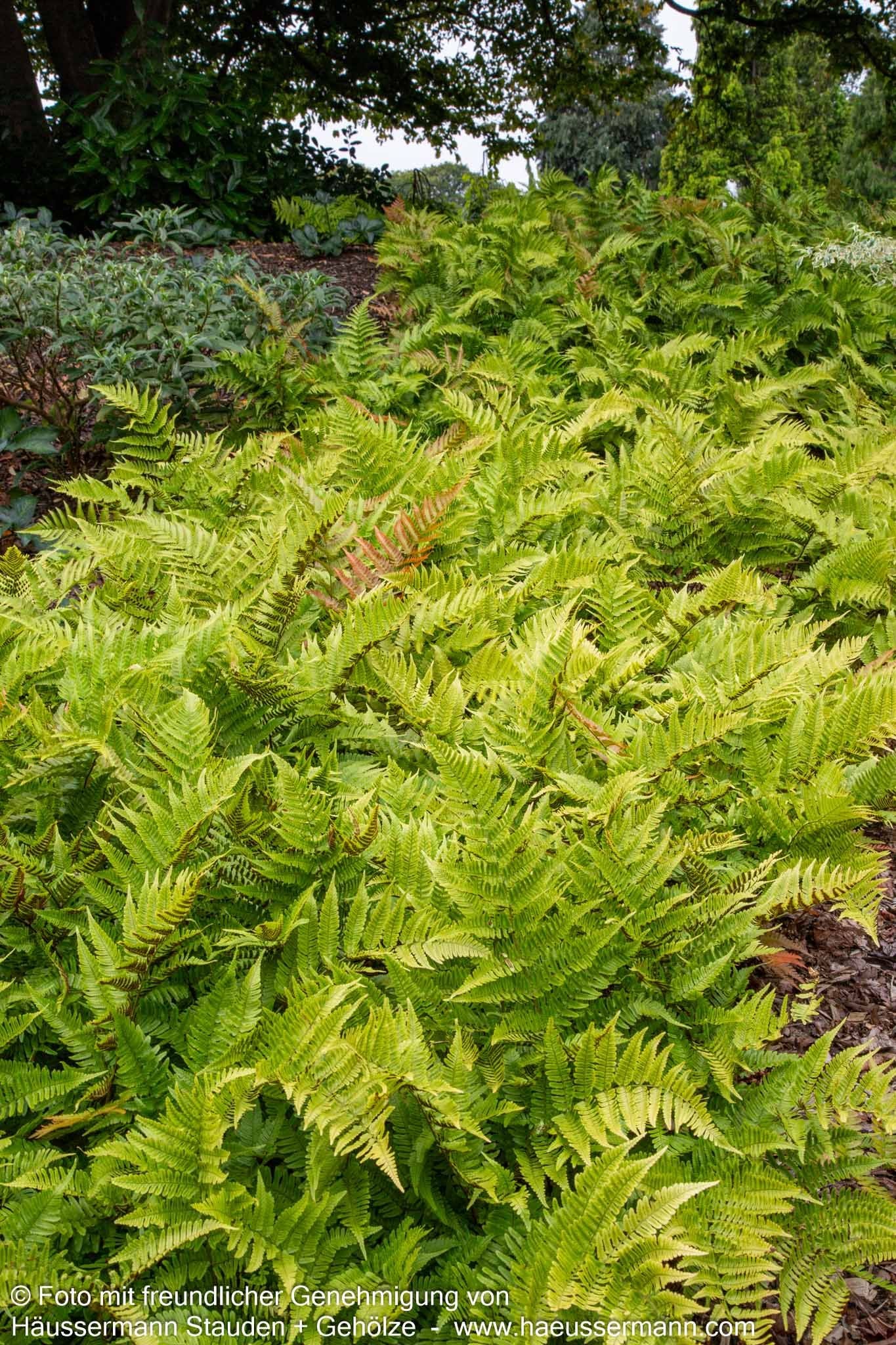 Rotschleierfarn (Dryopteris erythrosora)