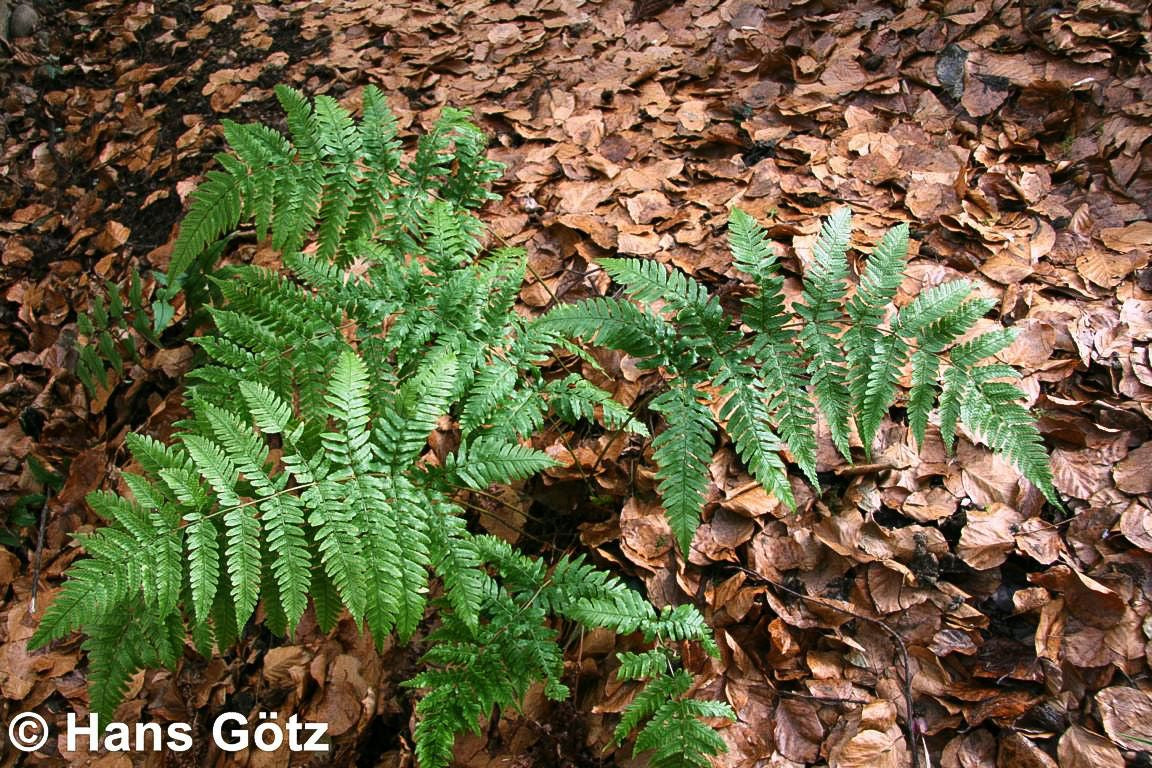 Rotschleierfarn (Dryopteris erythrosora)