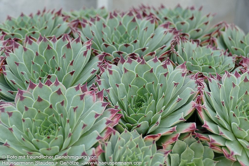 Rotspitz-Steinrose 'Mrs Giuseppi' (Sempervivum calcareum)