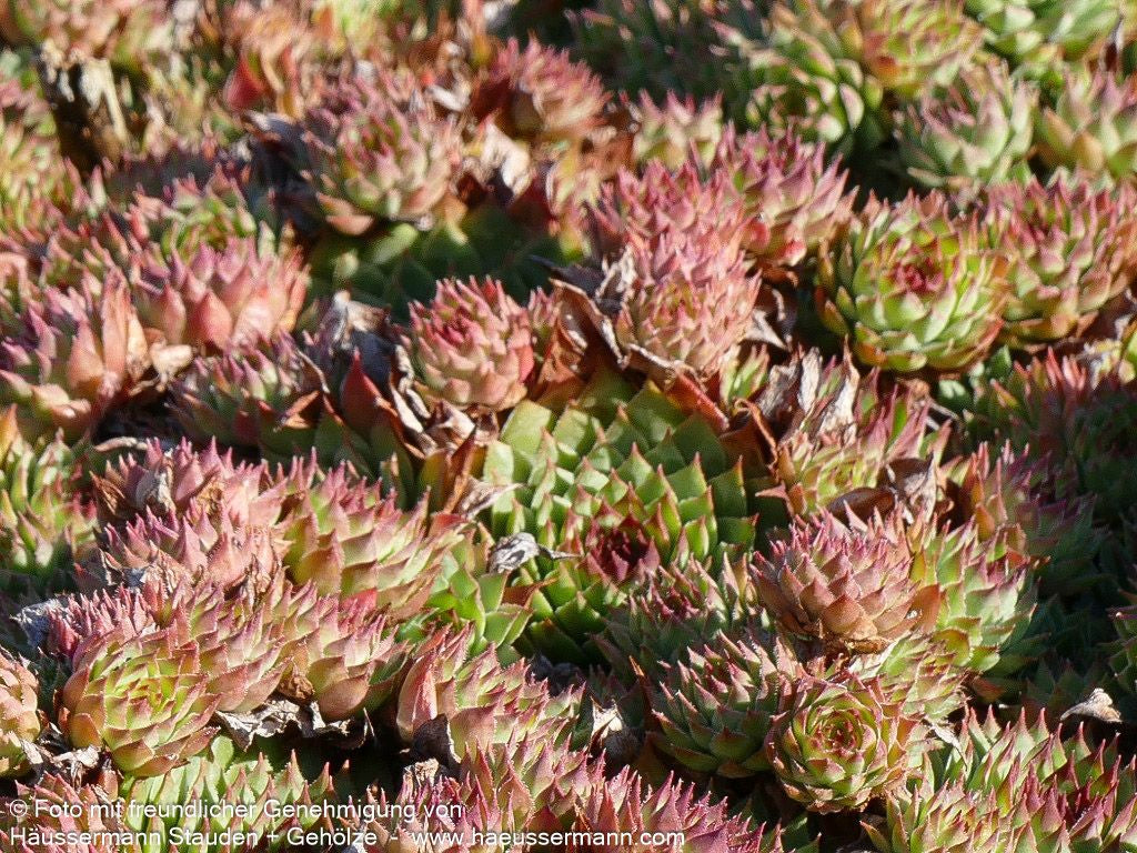 Rotspitz-Steinrose 'Mrs Giuseppi' (Sempervivum calcareum)