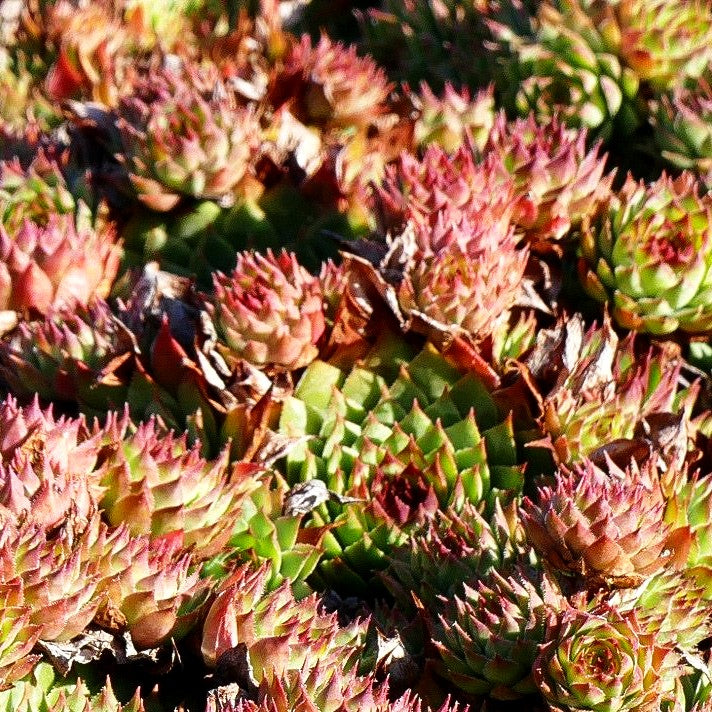 Rotspitz-Steinrose 'Mrs Giuseppi' (Sempervivum calcareum)
