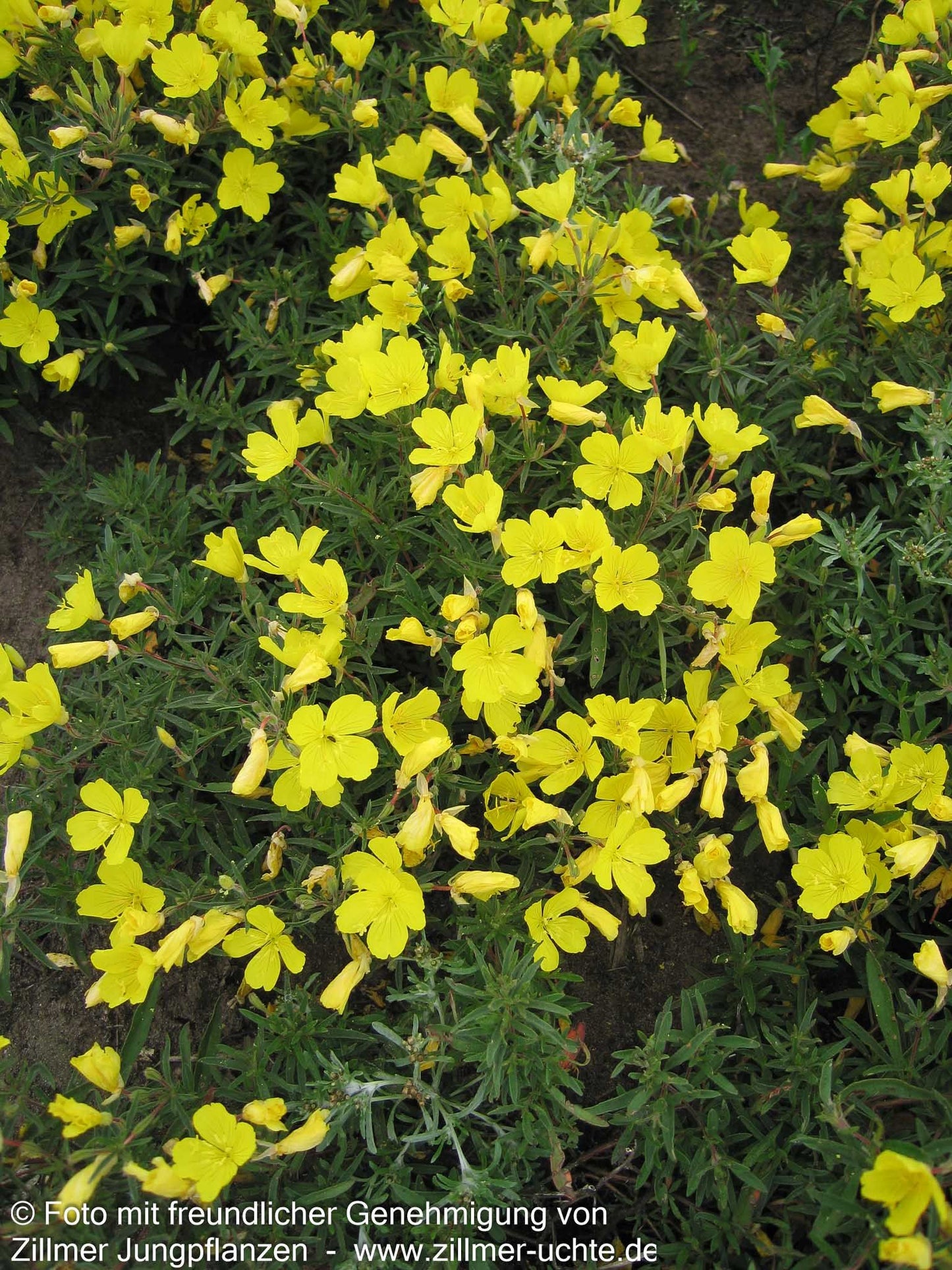 Rotstängelige Nachtkerze 'Cold Crick' (Oenothera tetragona)