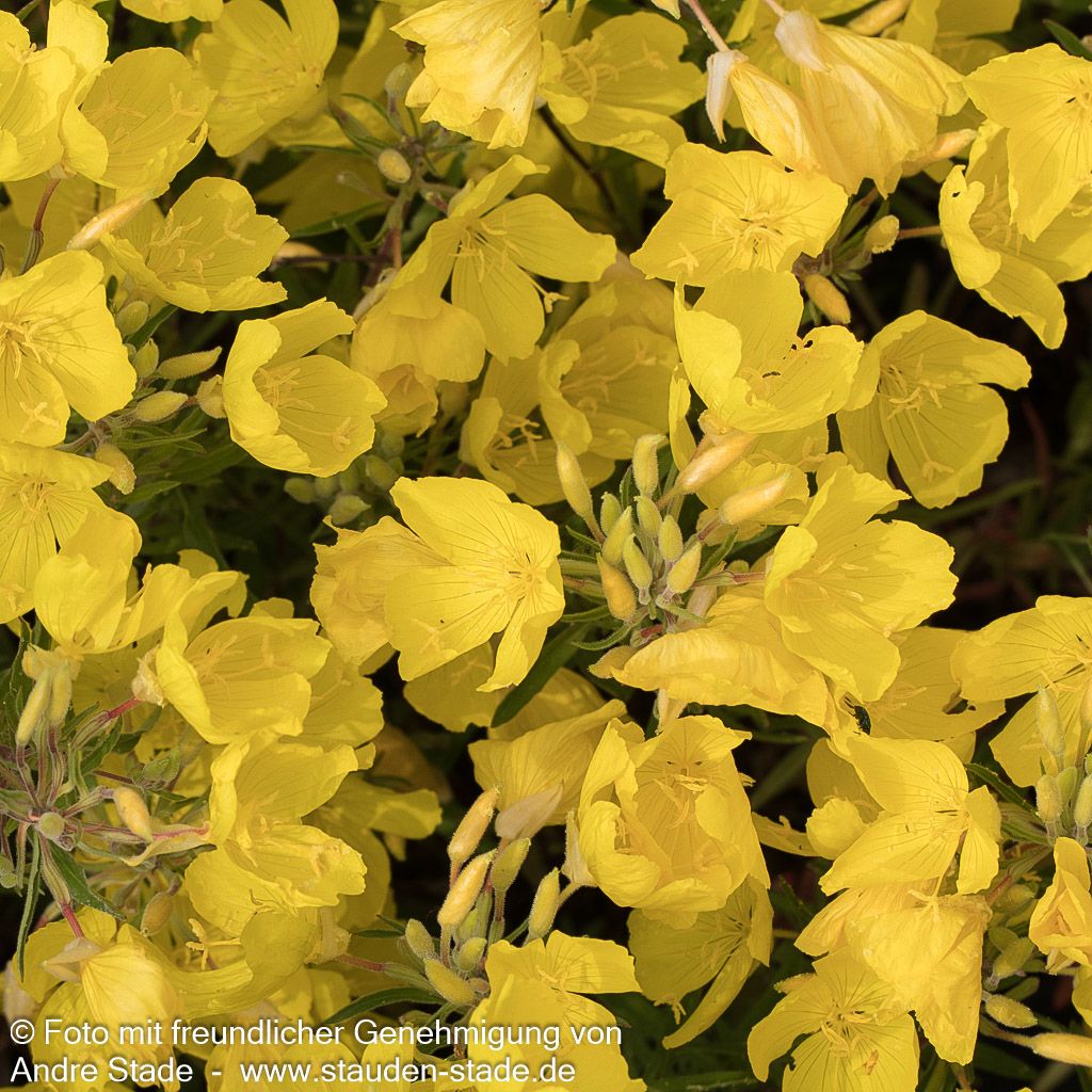 Rotstängelige Nachtkerze 'Cold Crick' (Oenothera tetragona)