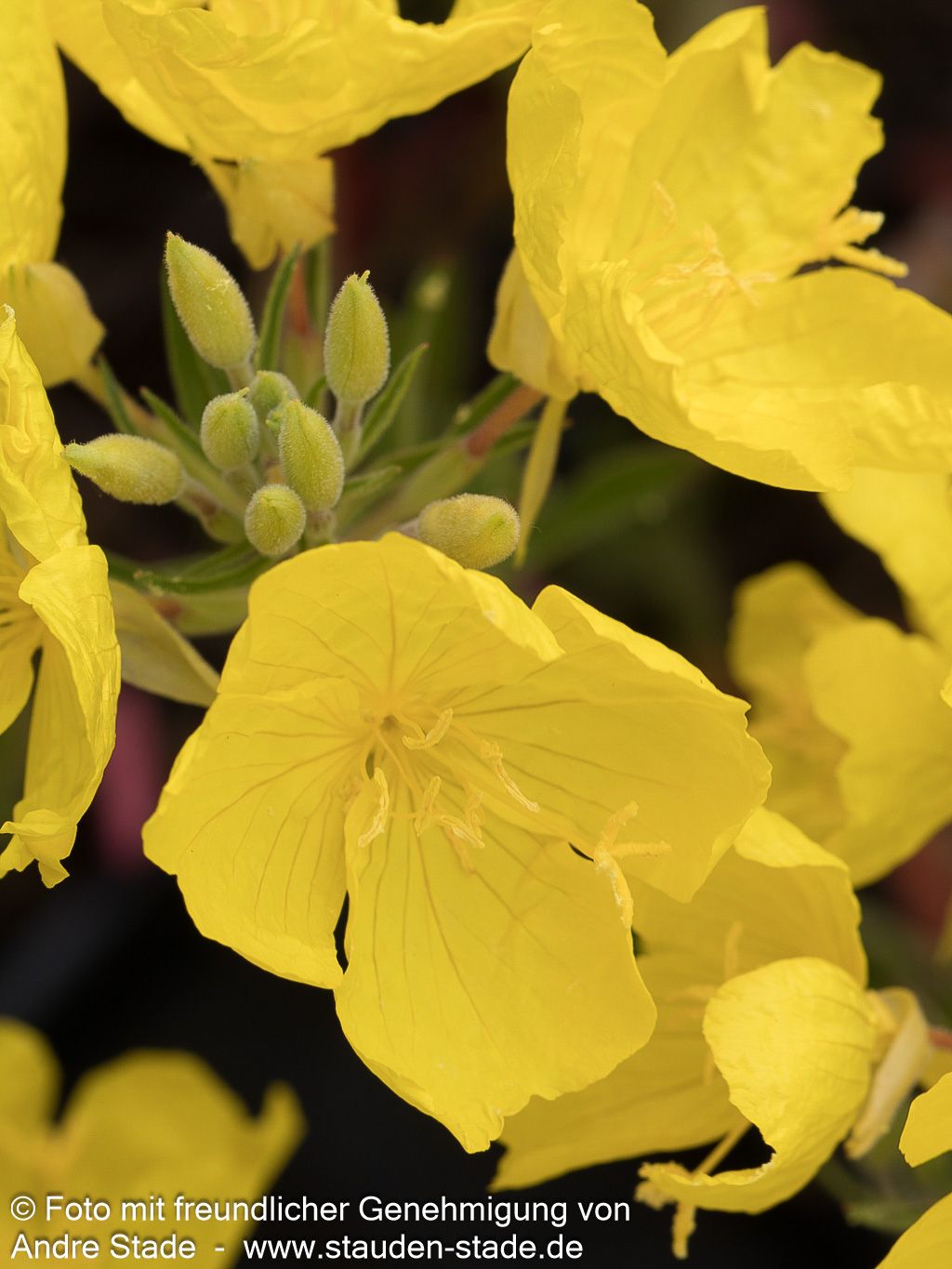 Rotstängelige Nachtkerze 'Cold Crick' (Oenothera tetragona)