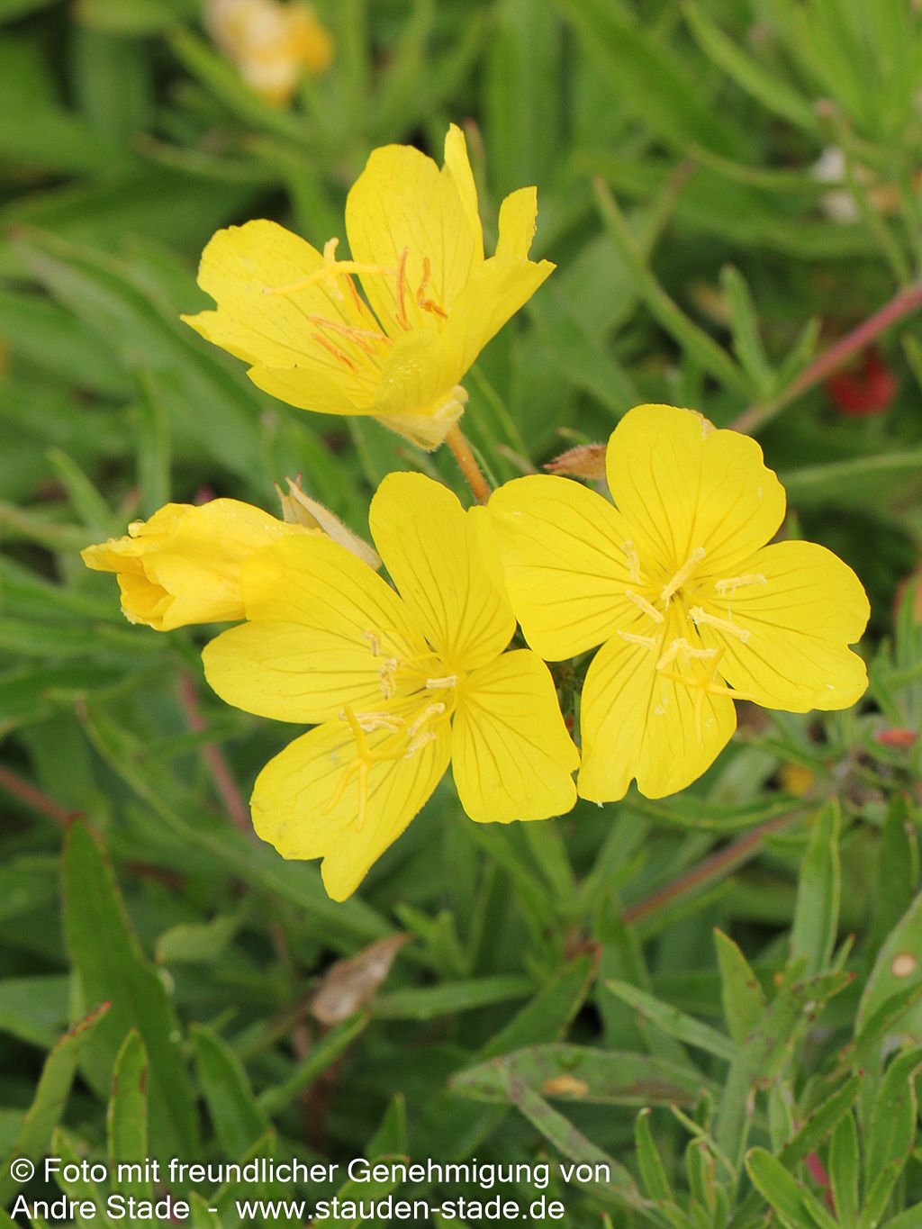 Rotstängelige Nachtkerze 'Cold Crick' (Oenothera tetragona)