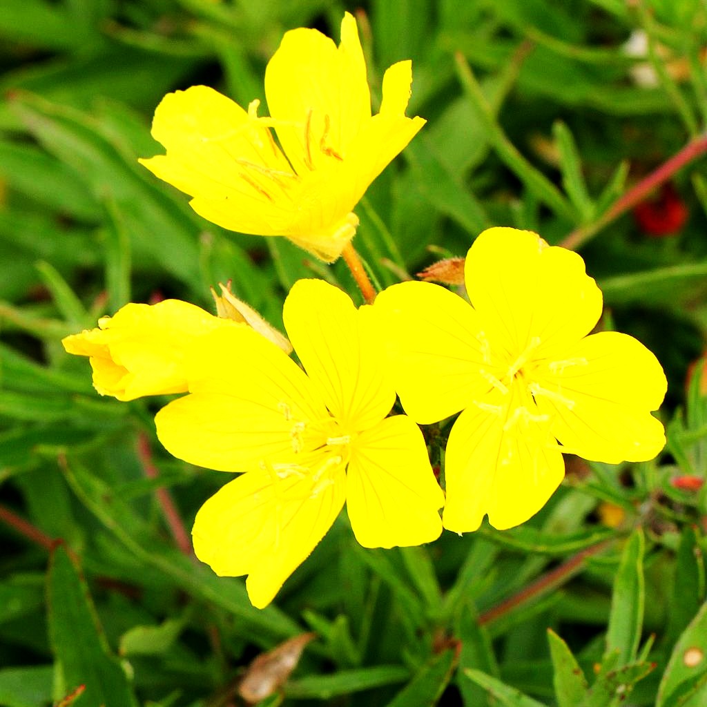 Rotstängelige Nachtkerze 'Cold Crick' (Oenothera tetragona)