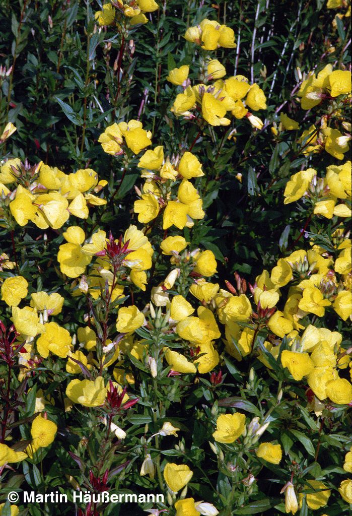 Rotstängelige Nachtkerze (Oenothera tetragona)